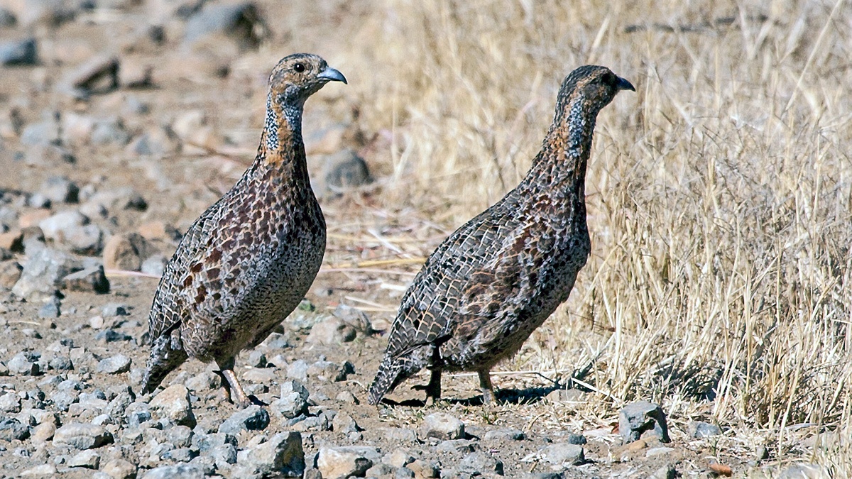 Grey-winged Francolin [Scleroptila afra]