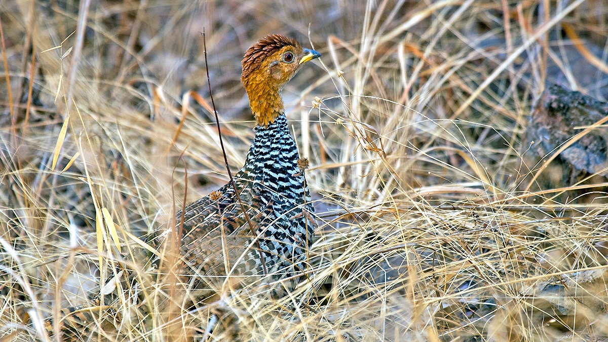 Coqui Francolin [Campocolinus coqui coqui]