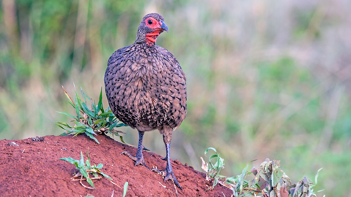 Swainson's Spurfowl [Pternistis swainsonii swainsonii]