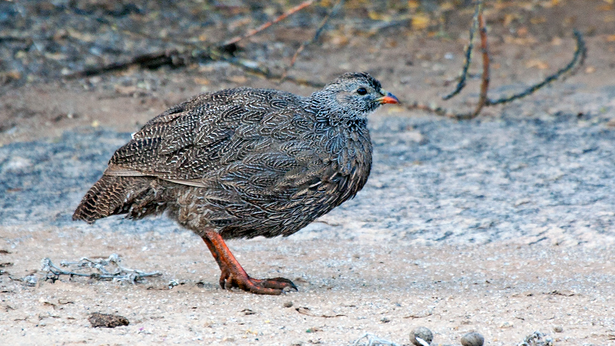 Cape Spurfowl [Pternistis capensis]