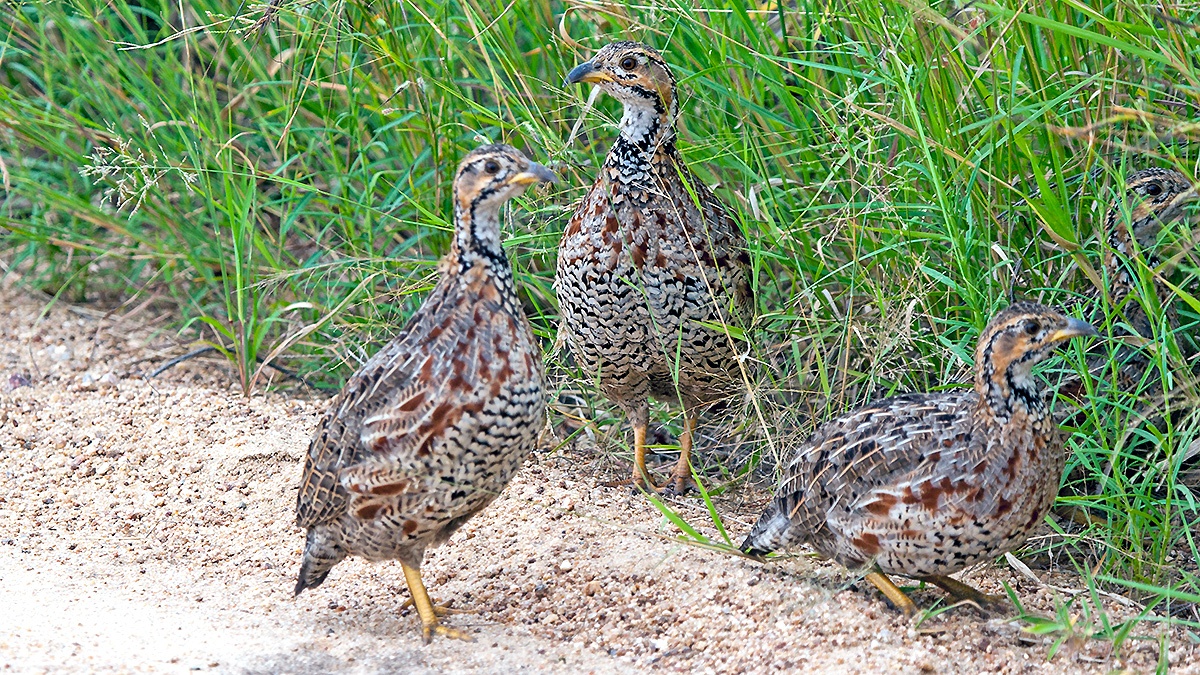 Shelley's Francolin [Scleroptila shelleyi shelleyi]