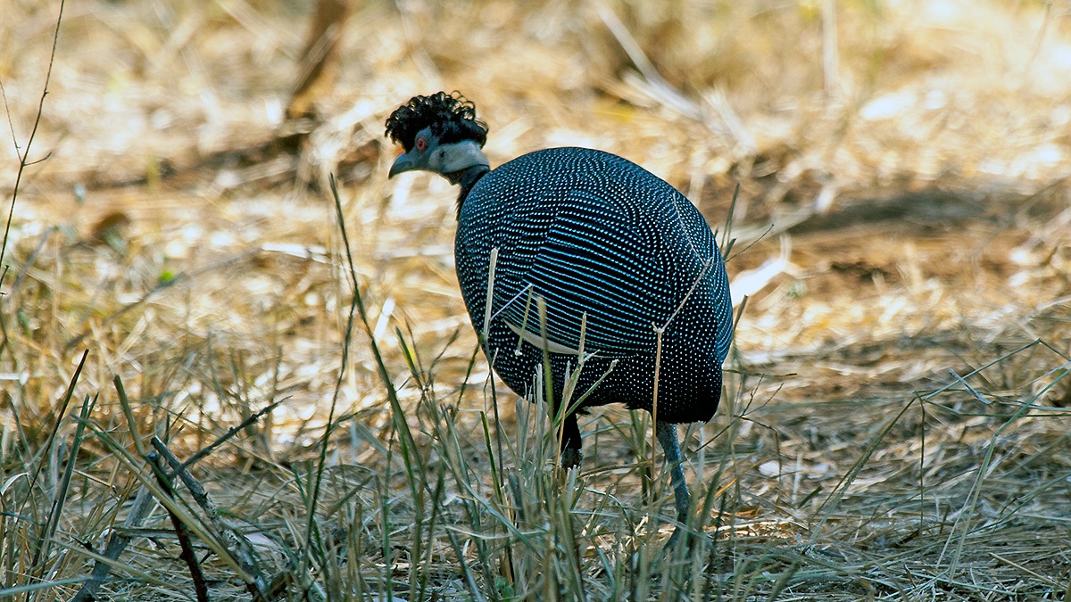 Southern Crested Guineafowl [Guttera edouardi edouardi]