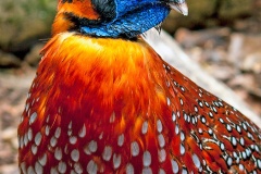 Temminck’s Tragopan [Tragopan temminckii]