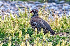 Red-legged Partridge [Alectoris rufa rufa]