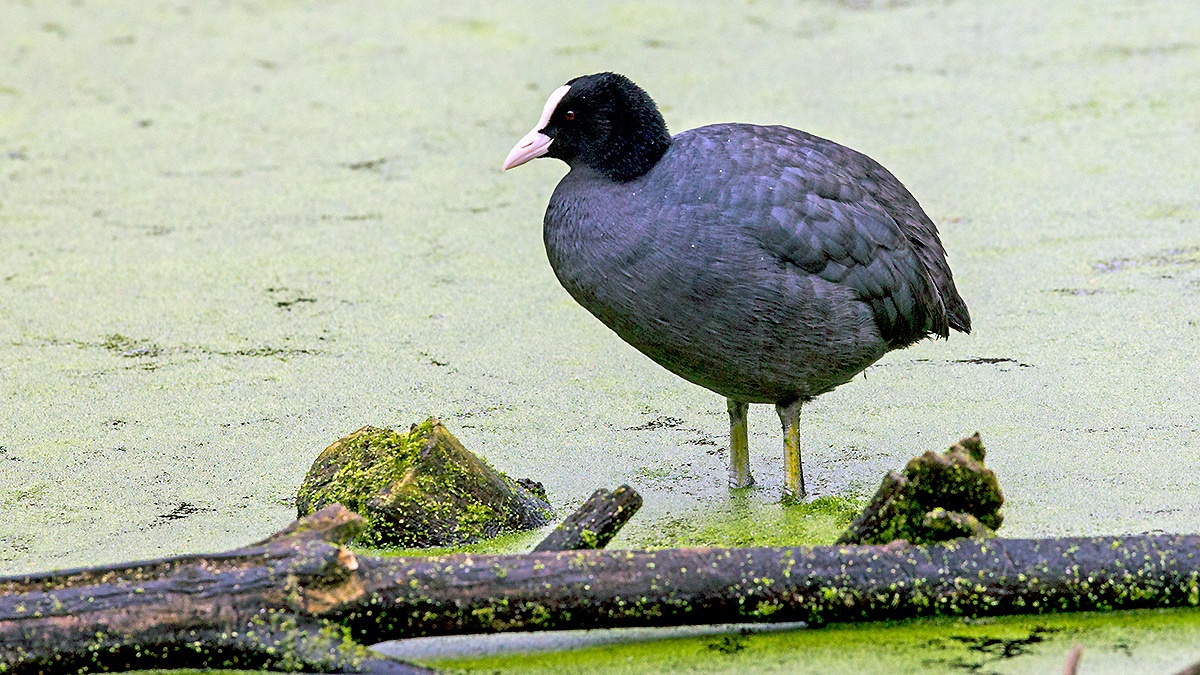 Eurasian Coot [Fulica atra atra]