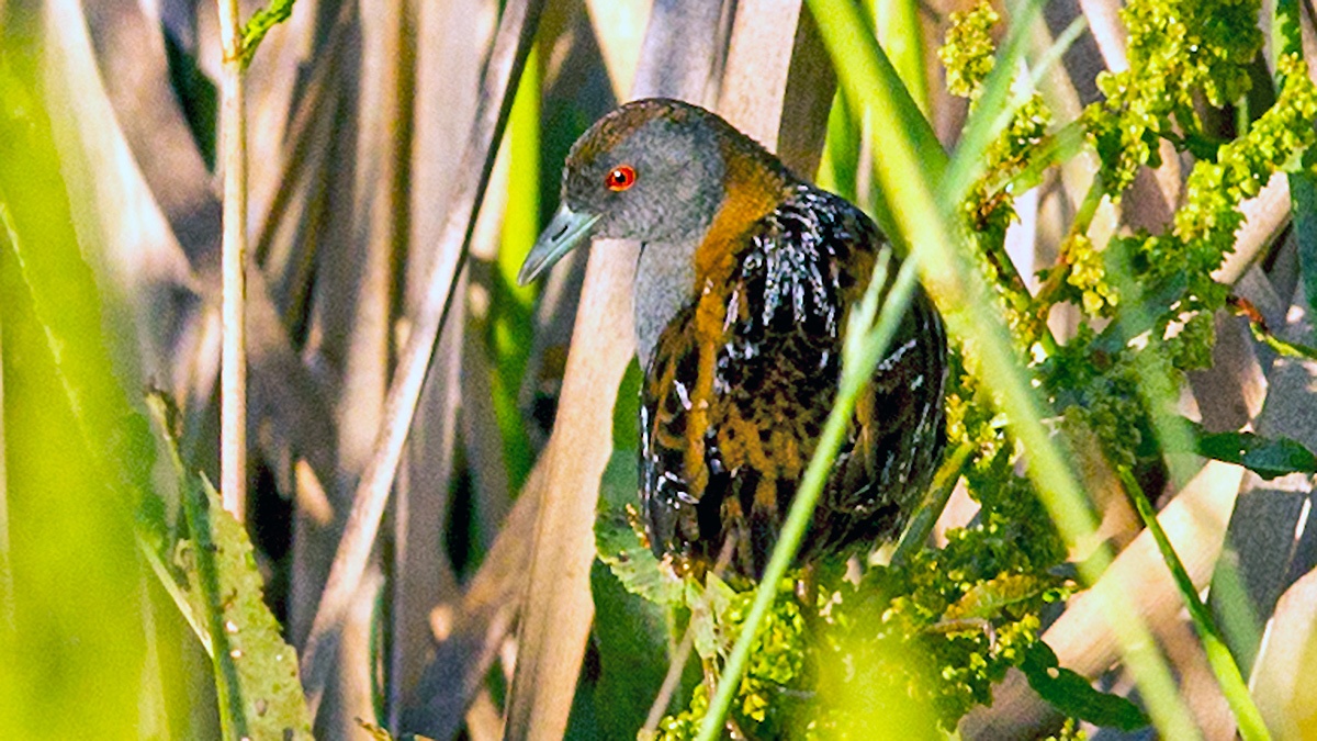 Baillon's Crake [Zapornia pusilla intermedia]