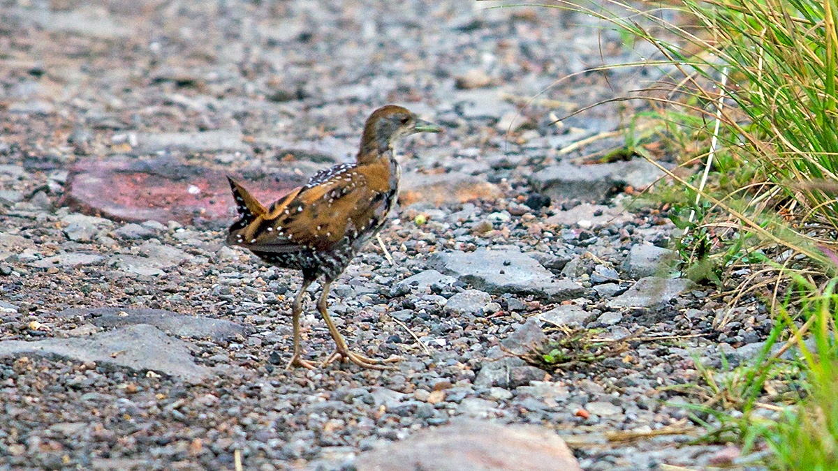 Baillon's Crake [Zapornia pusilla intermedia]