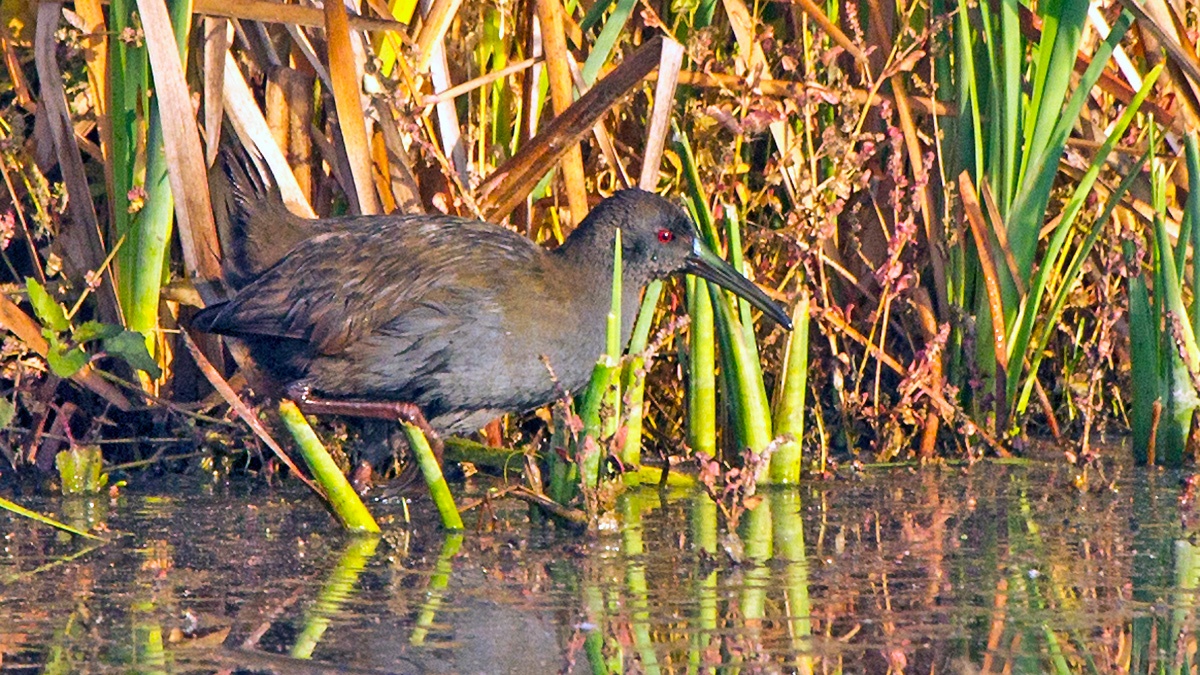 Plumbeous Rail [Pardirallus sanguinolentus landbecki]