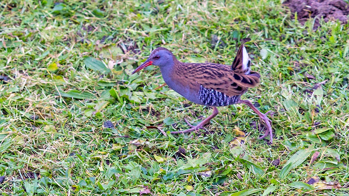 Water Rail [Rallus aquaticus aquaticus]
