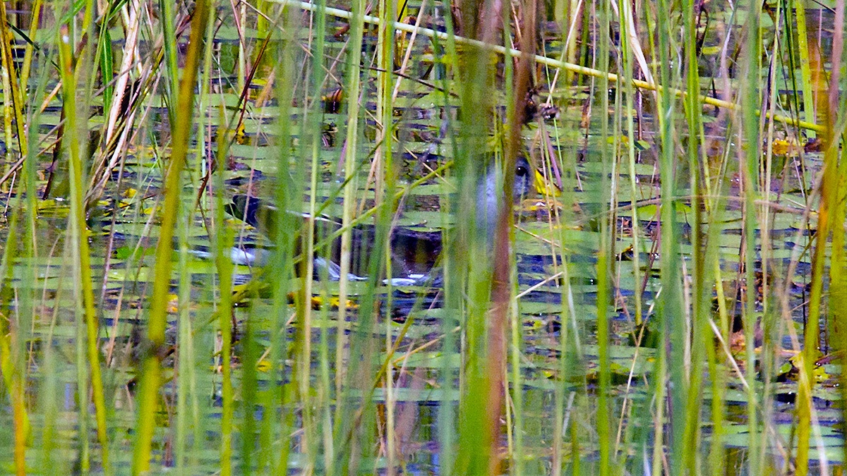Lesser Moorhen [Paragallinula angulata]