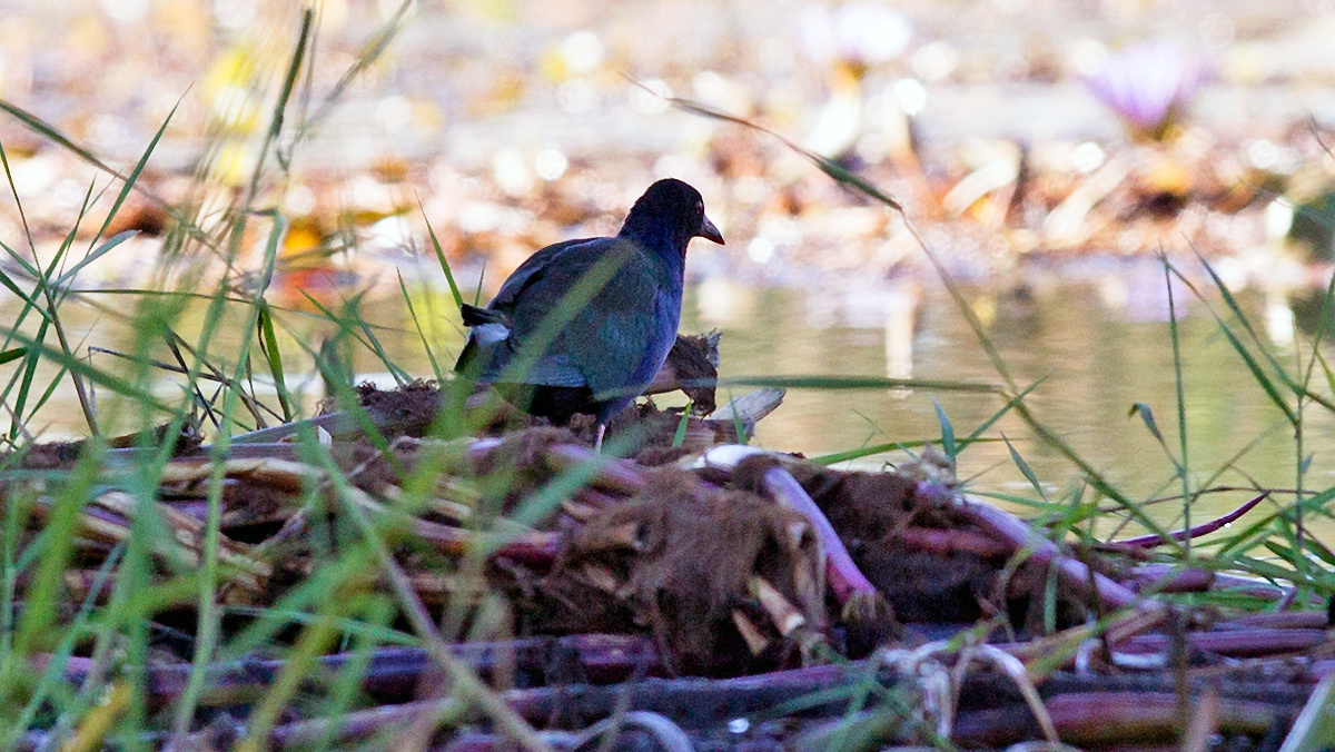 Allen's Gallinule [Porphyrio alleni]