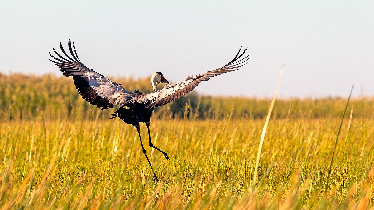Wattled Crane [Grus carunculata]