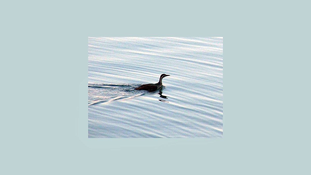 African Finfoot [Podica senegalensis]
