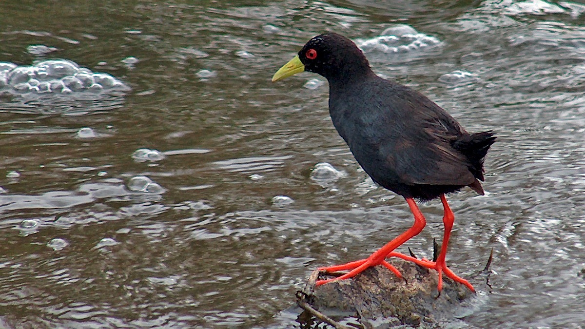 Black Crake [Zapornia flavirostra]