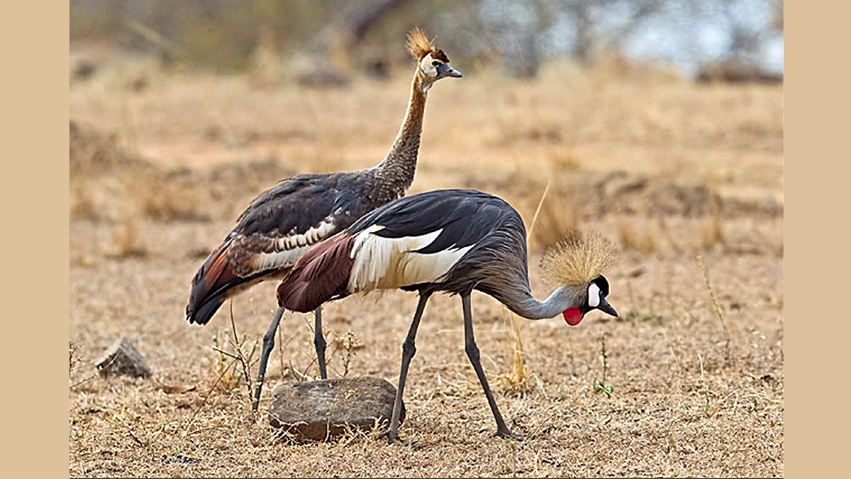 Grey Crowned Crane [Balearica regulorum gibbericeps]