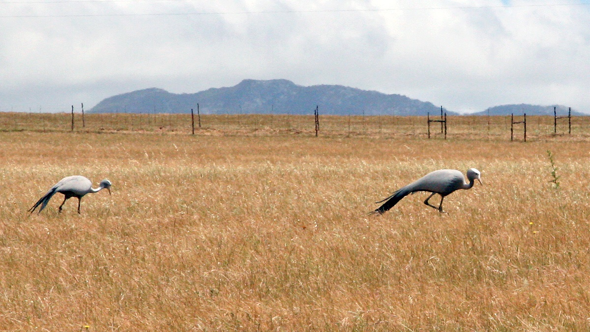 Blue Crane [Grus paradisea]