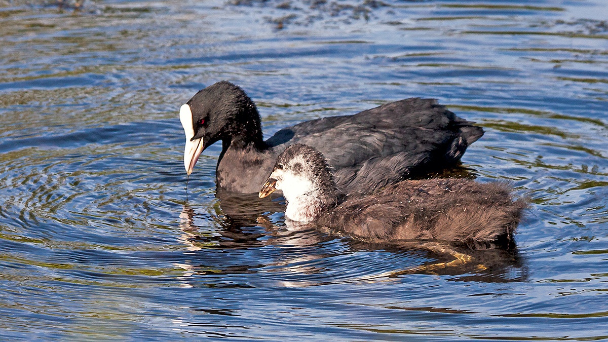 Eurasian Coot [Fulica atra atra]