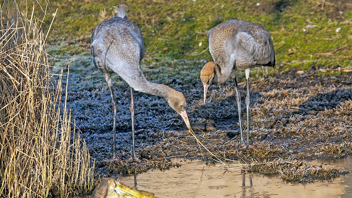 Common Crane [Grus grus]