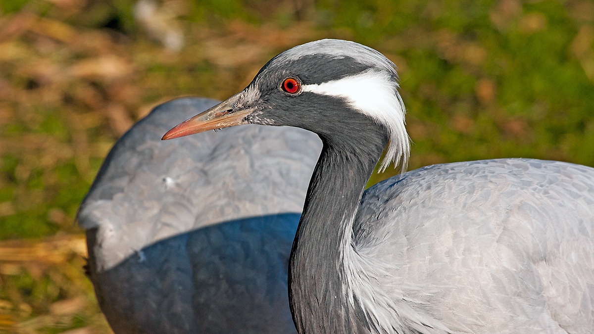 Demoiselle Crane [Grus virgo]