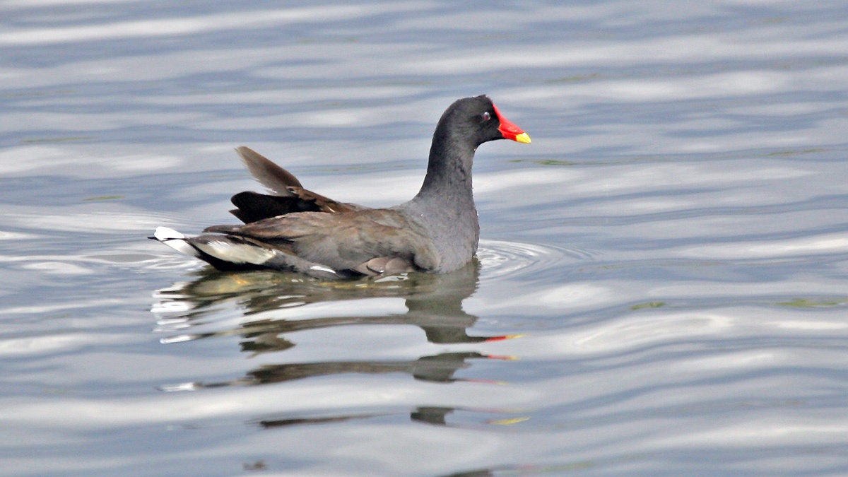 Common Moorhen [Gallinula chloropus meridionalis]