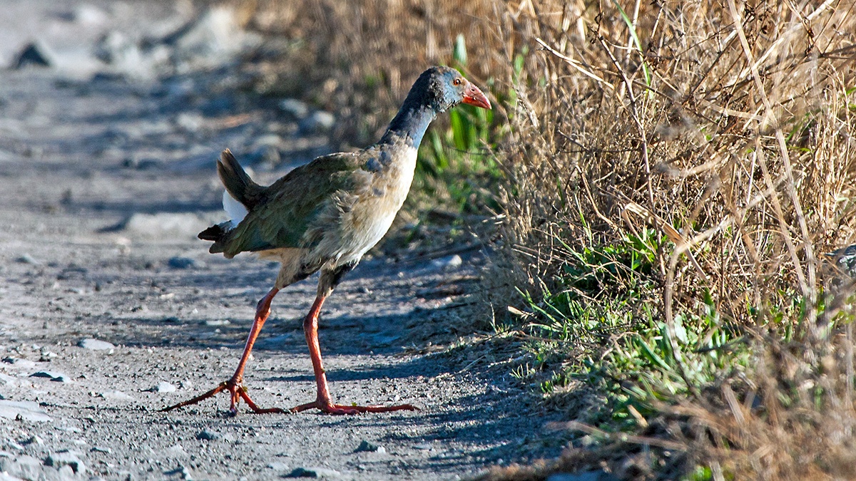 African Swamphen [Porphyrio madagascariensis]