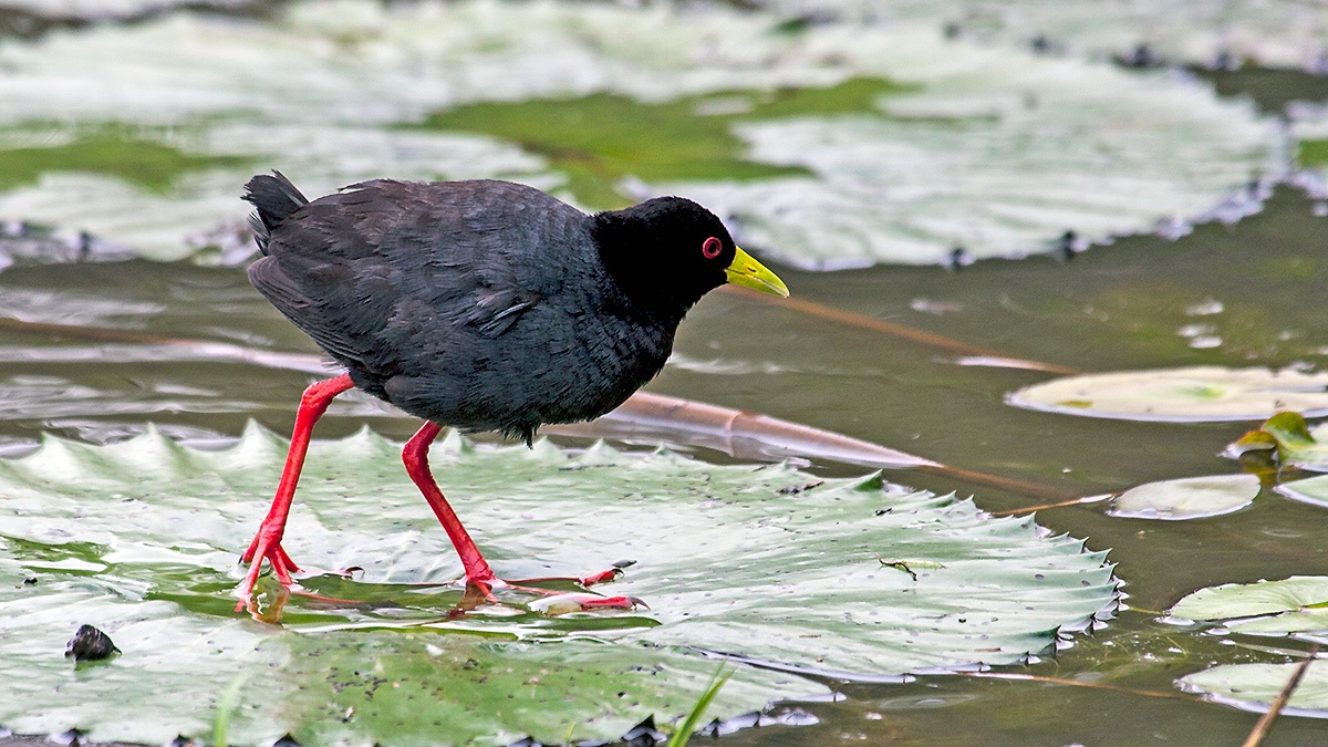 Black Crake [Zapornia flavirostra]