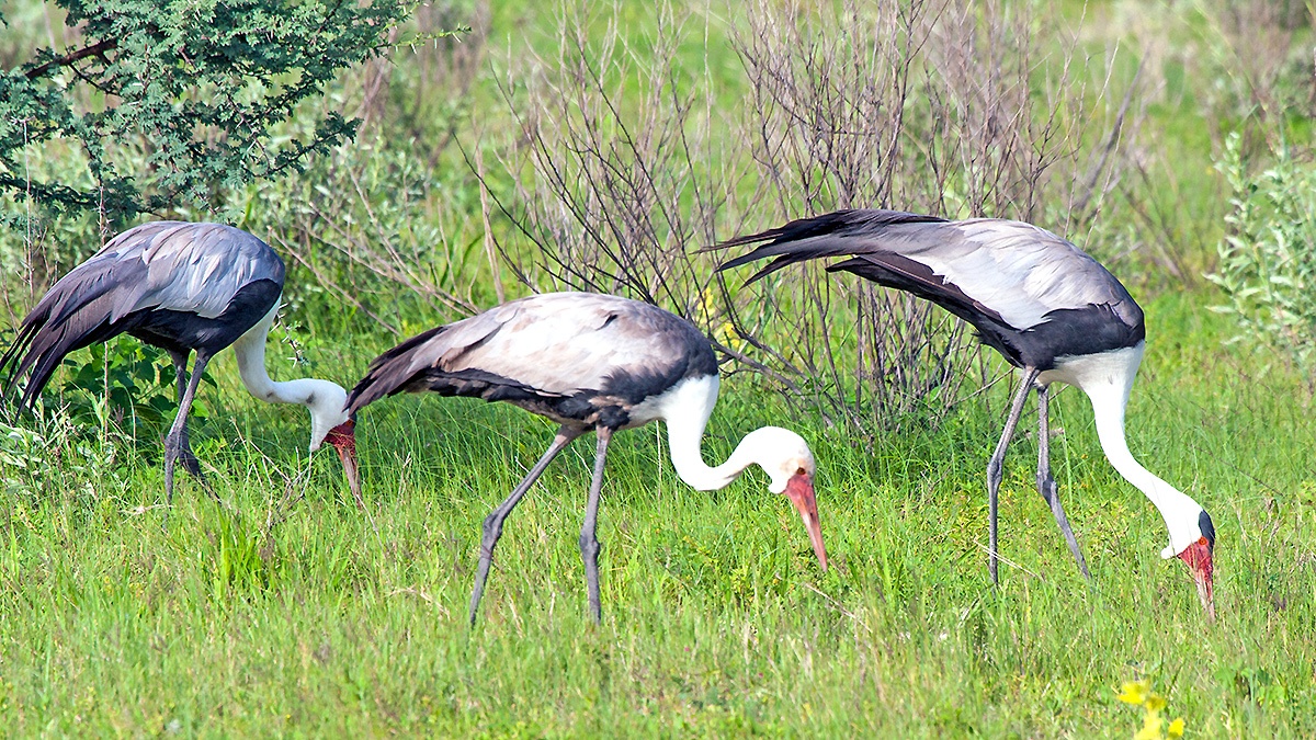 Wattled Crane [Grus carunculata]