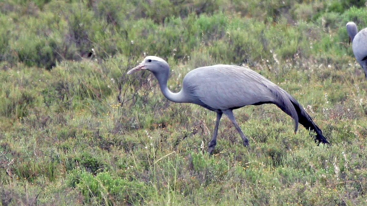 Blue Crane [Grus paradisea]