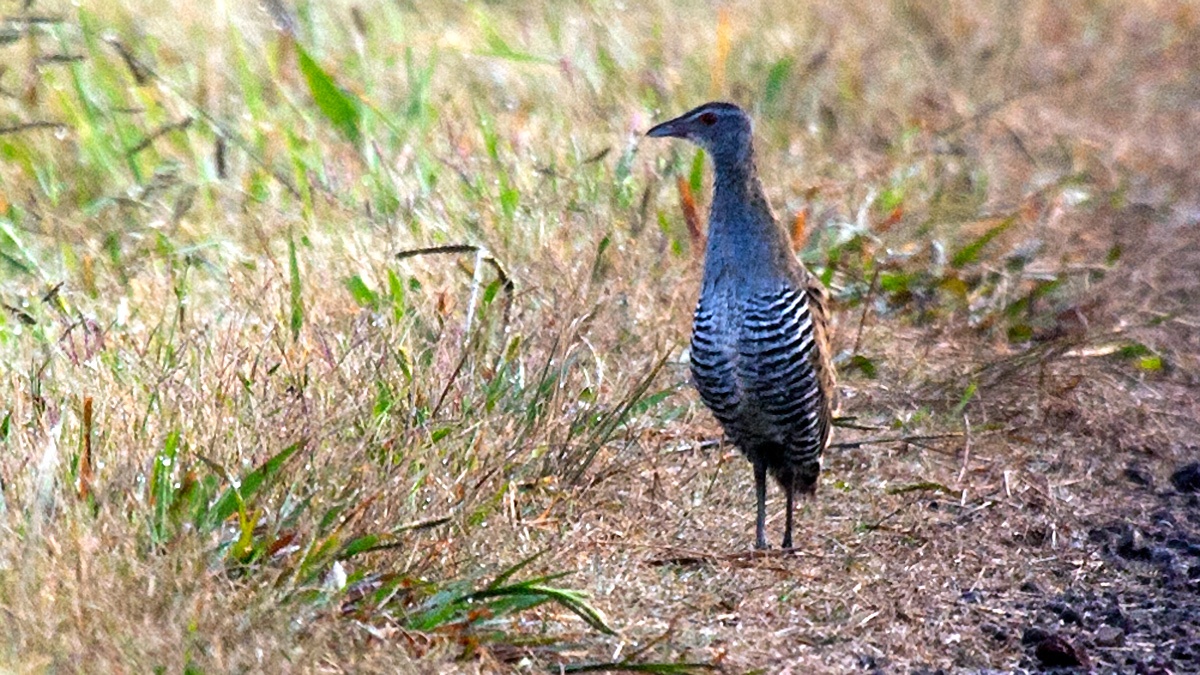 African Crake [Crecopsis egregia]