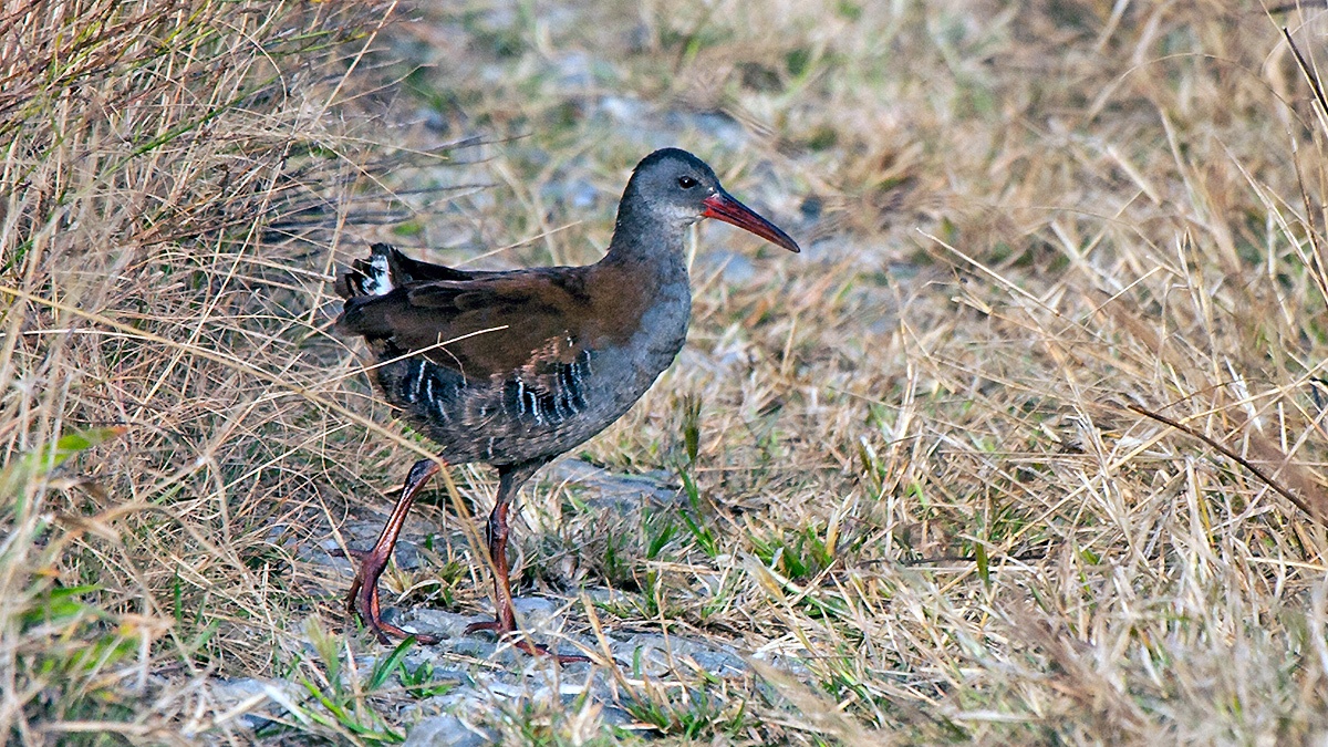 African Rail [Rallus caerulescens]