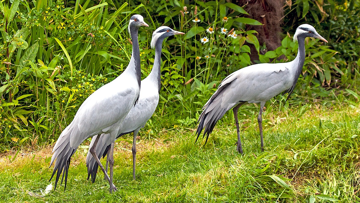 Demoiselle Crane [Grus virgo]