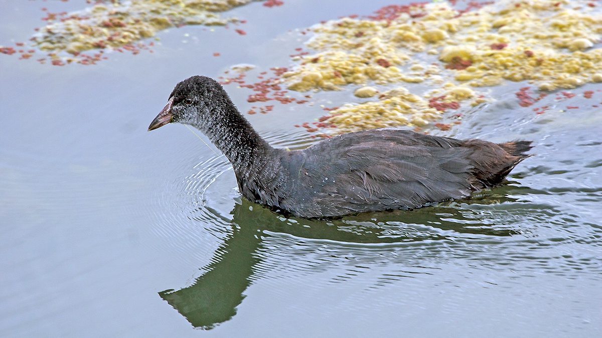 Red-knobbed Coot [Fulica cristata]