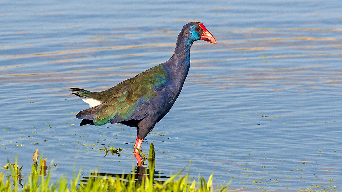 African Swamphen [Porphyrio madagascariensis]