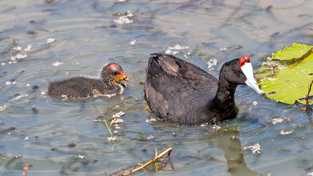 Red-knobbed Coot [Fulica cristata]
