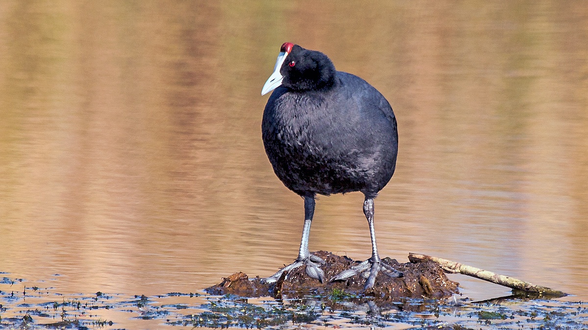 Red-knobbed Coot [Fulica cristata]