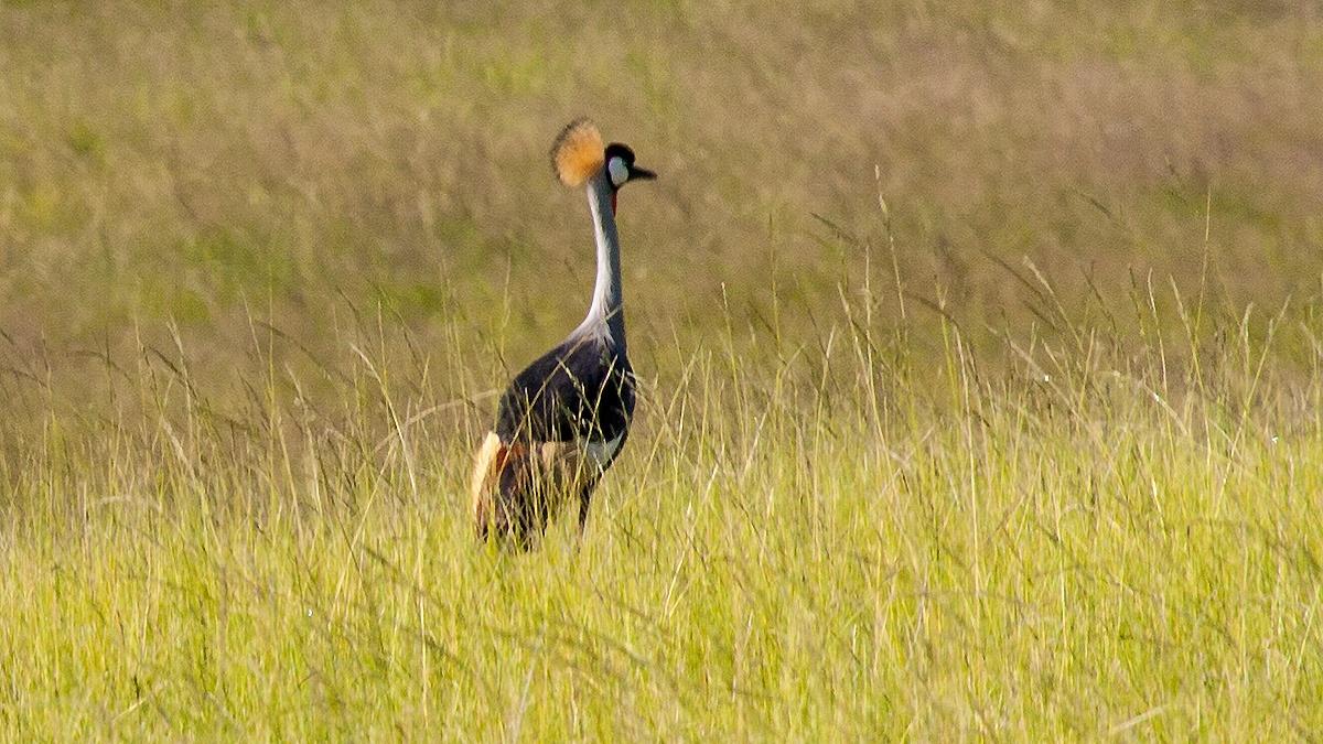 Grey Crowned Crane [Balearica regulorum regulorum]