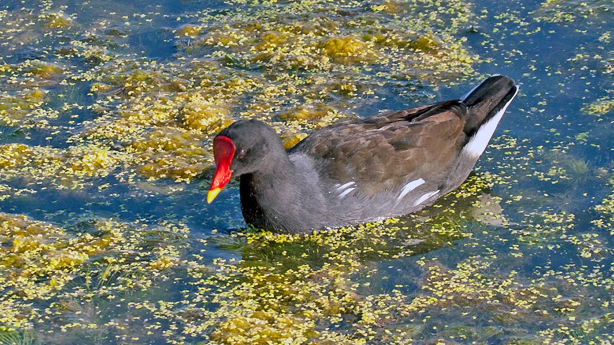 Common Moorhen [Gallinula chloropus meridionalis]