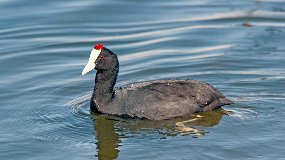 Red-knobbed Coot [Fulica cristata]