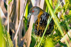 Baillon's Crake [Zapornia pusilla intermedia]