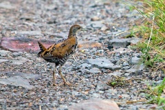 Baillon's Crake [Zapornia pusilla intermedia]