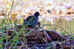 Allen's Gallinule [Porphyrio alleni]