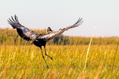 Wattled Crane [Grus carunculata]