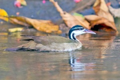 Sungrebe [Heliornis fulica] 