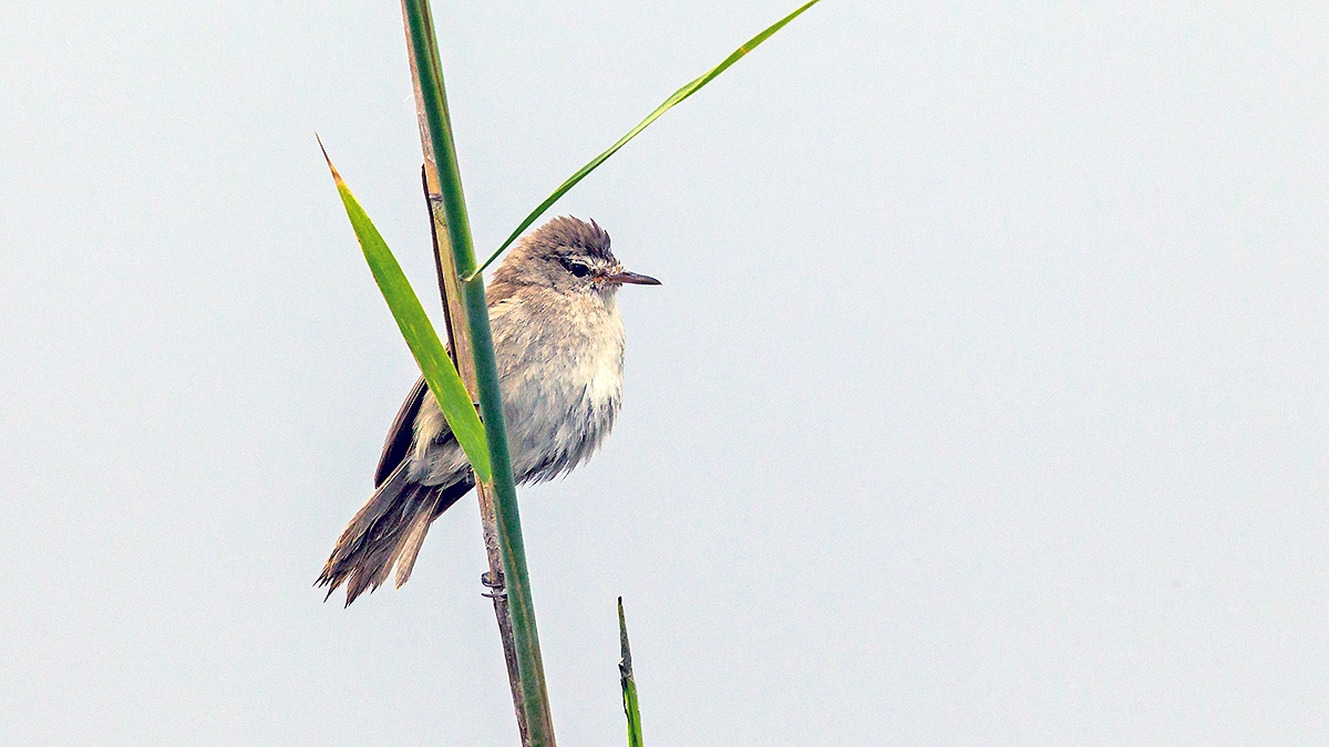 Common Reed Warbler [Acrocephalus scirpaceus baeticatus]