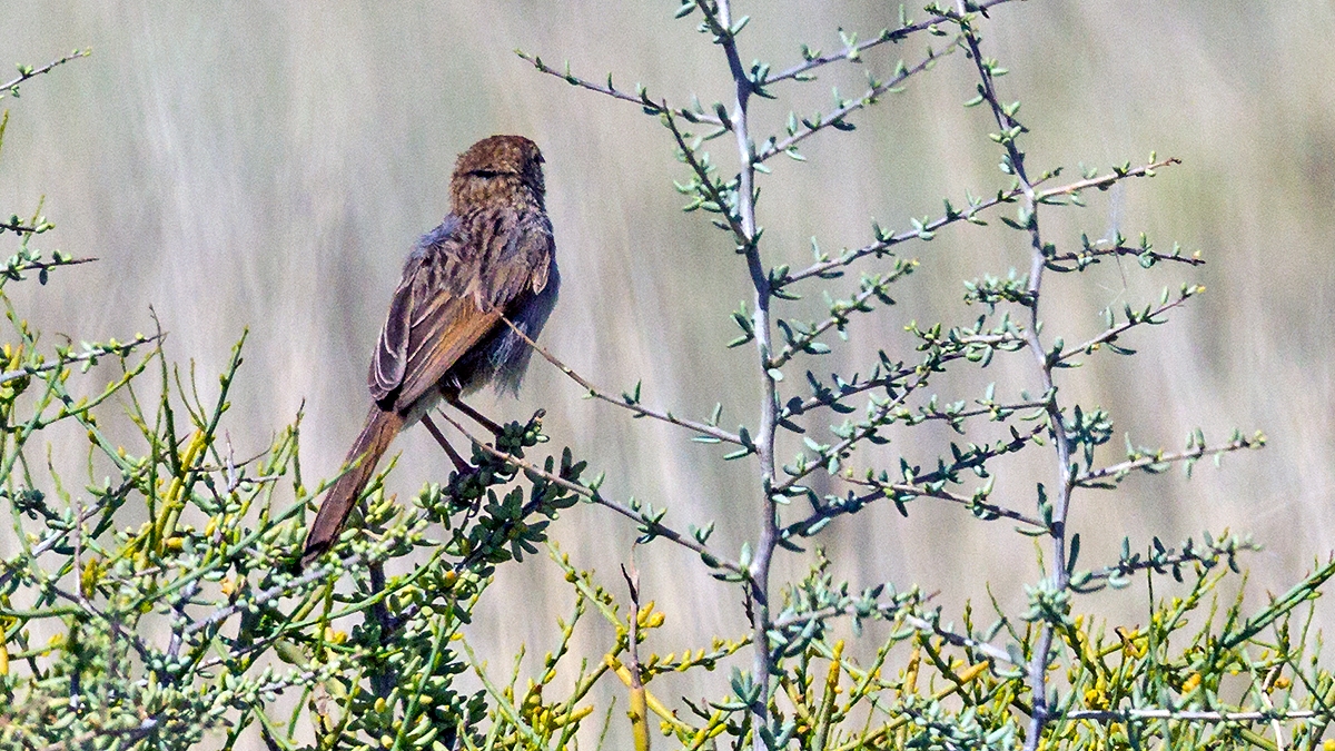 Grey-backed Cisticola [Cisticola subruficapilla subruficapilla]