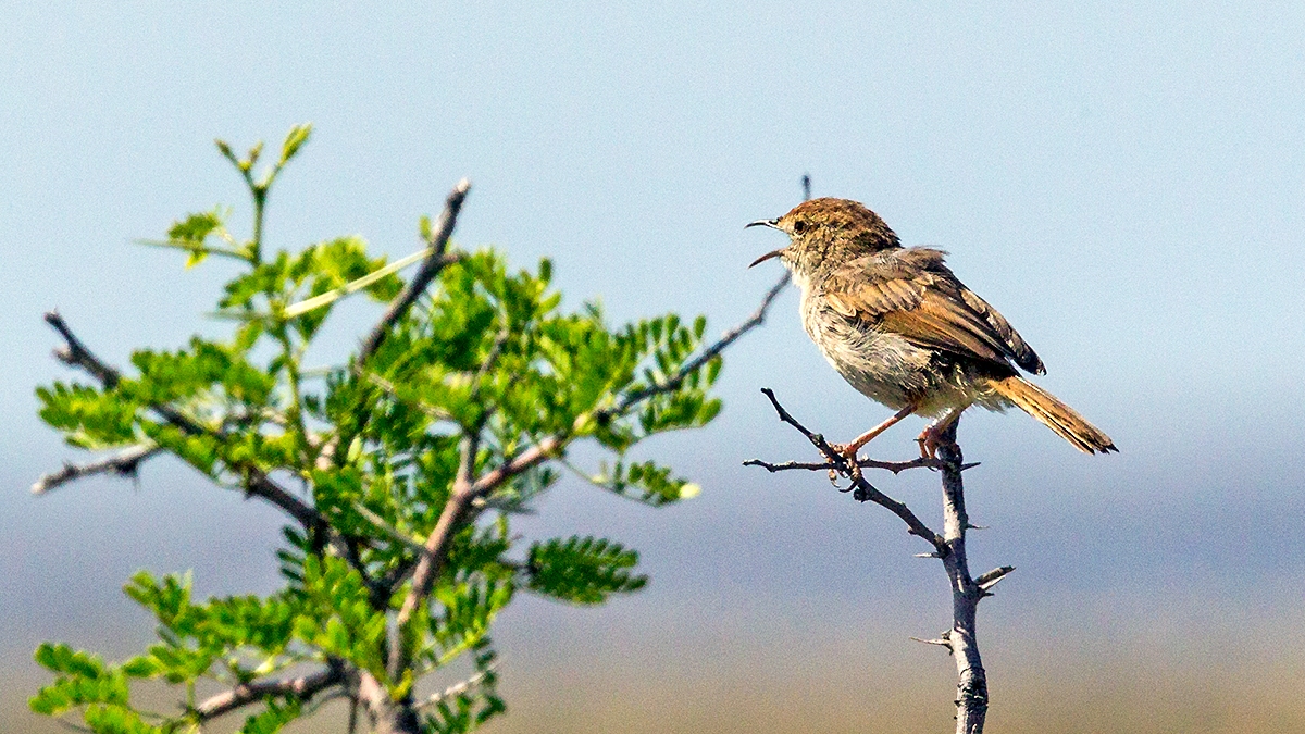 Grey-backed Cisticola [Cisticola subruficapilla subruficapilla]