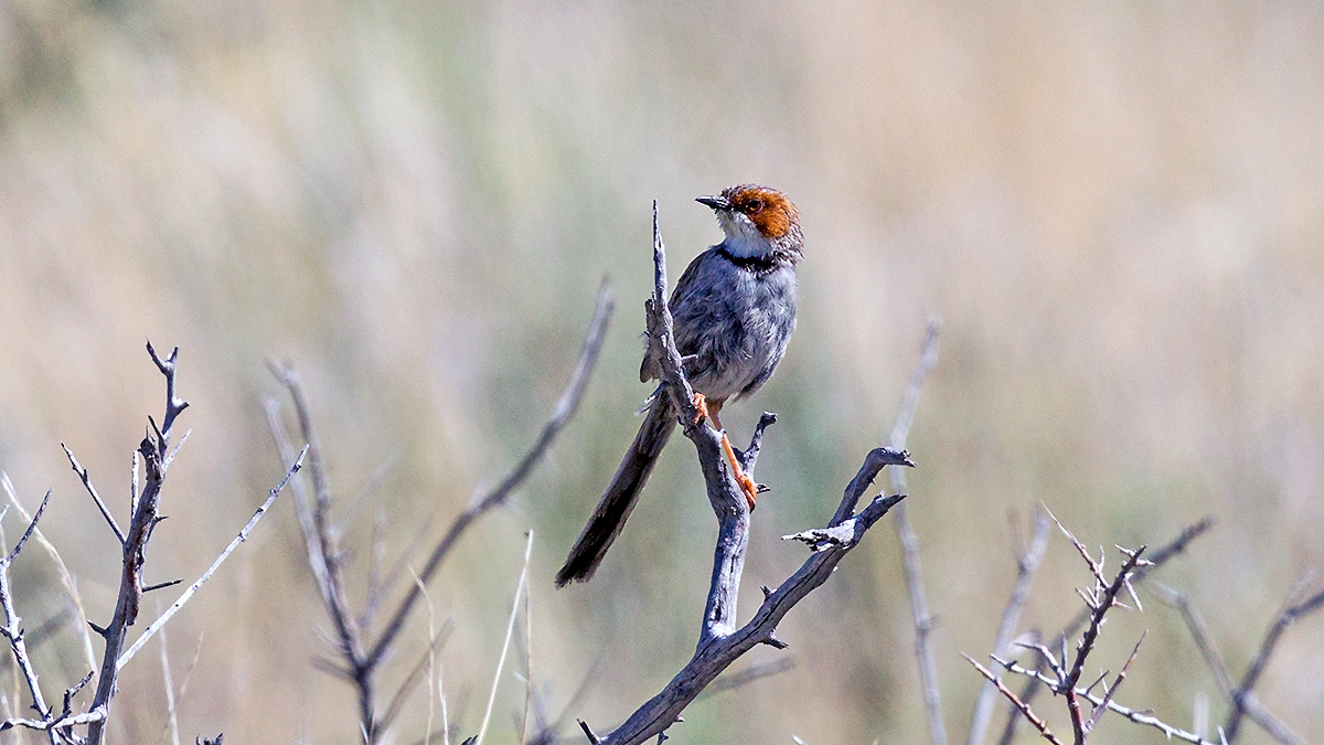 Rufous-eared Warbler [Malcorus pectoralis pectoralis]