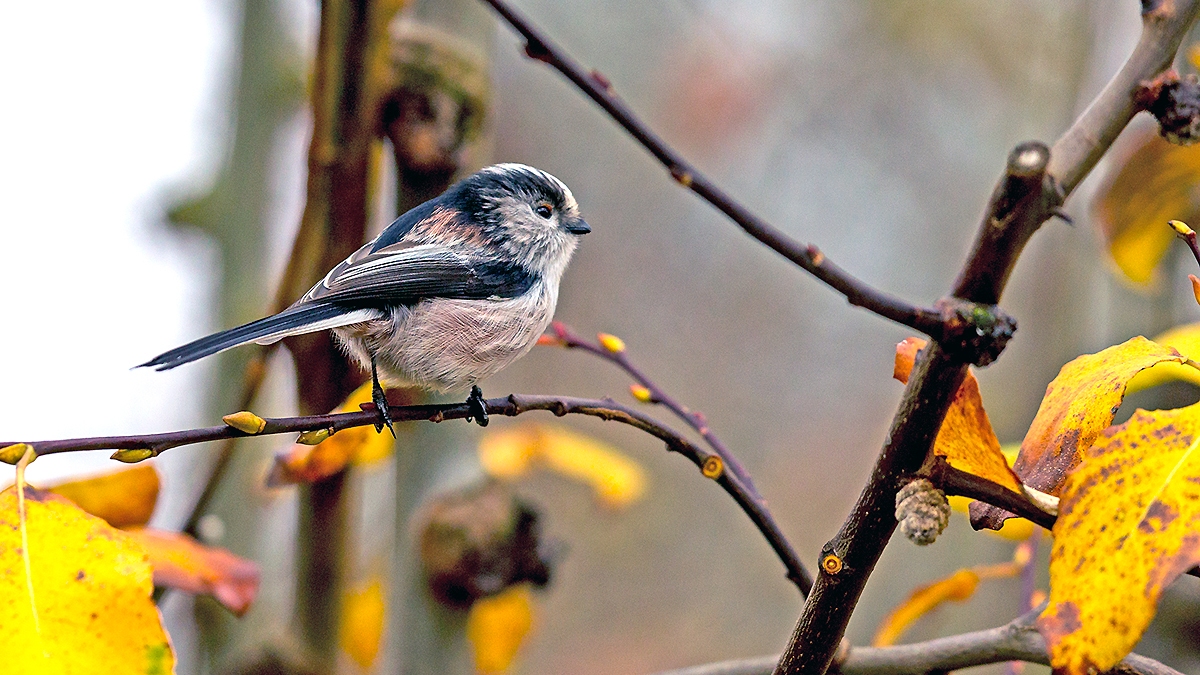 Long-tailed Tit [Aegithalos caudatus rosaceus]