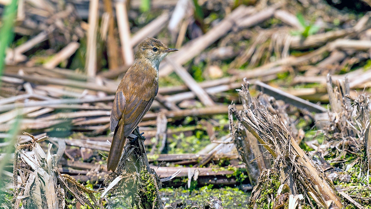 Common Reed Warbler [Acrocephalus scirpaceus baeticus?]