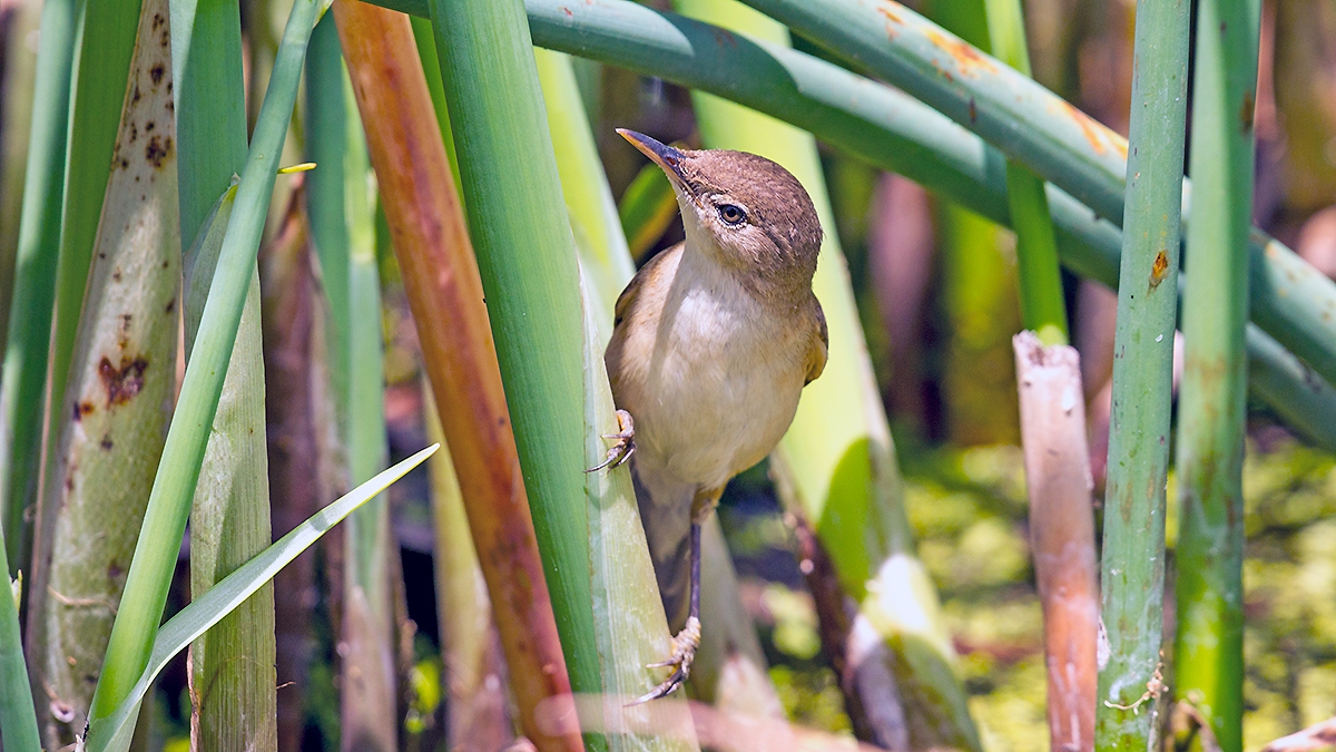Lesser Swamp Warbler [Acrocephalus gracilirostris gracilirostris]